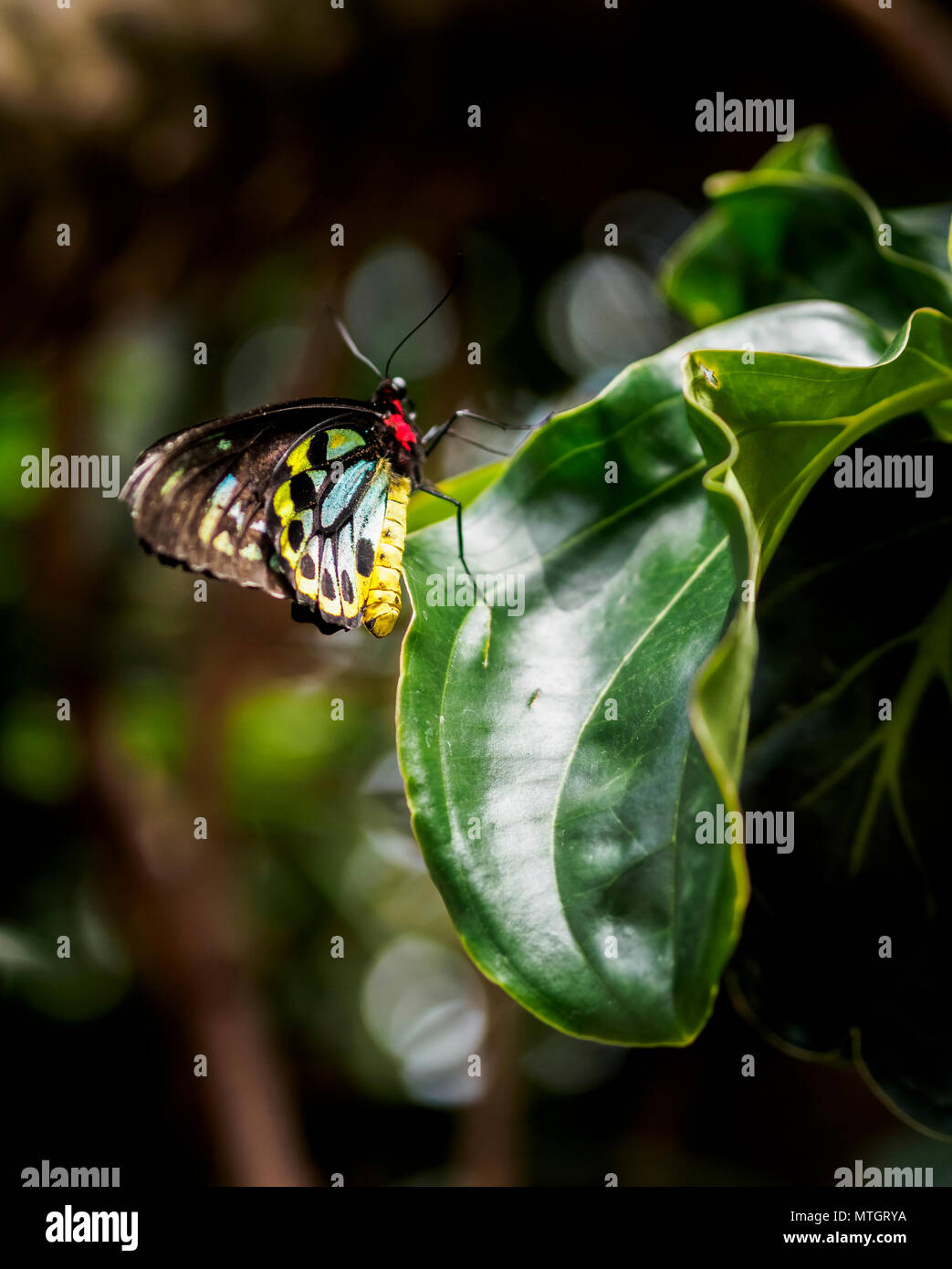 Richmond Birdwing butterfly - a rare and threatened species, originally