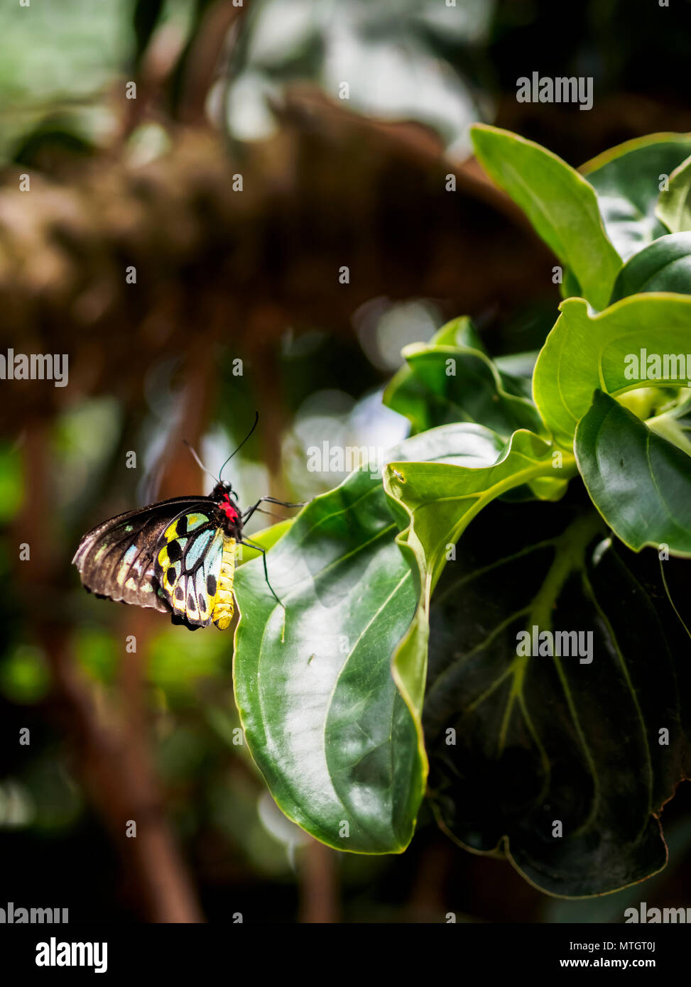 Richmond birdwing butterfly recovery hires stock photography and