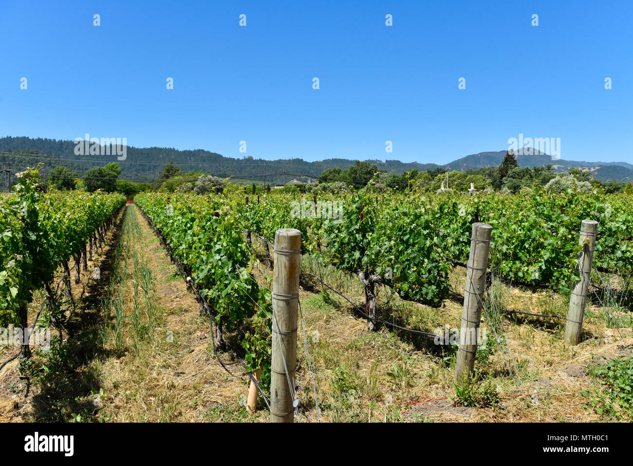 Vineyard vines, grapevines in Napa, California Stock Photo