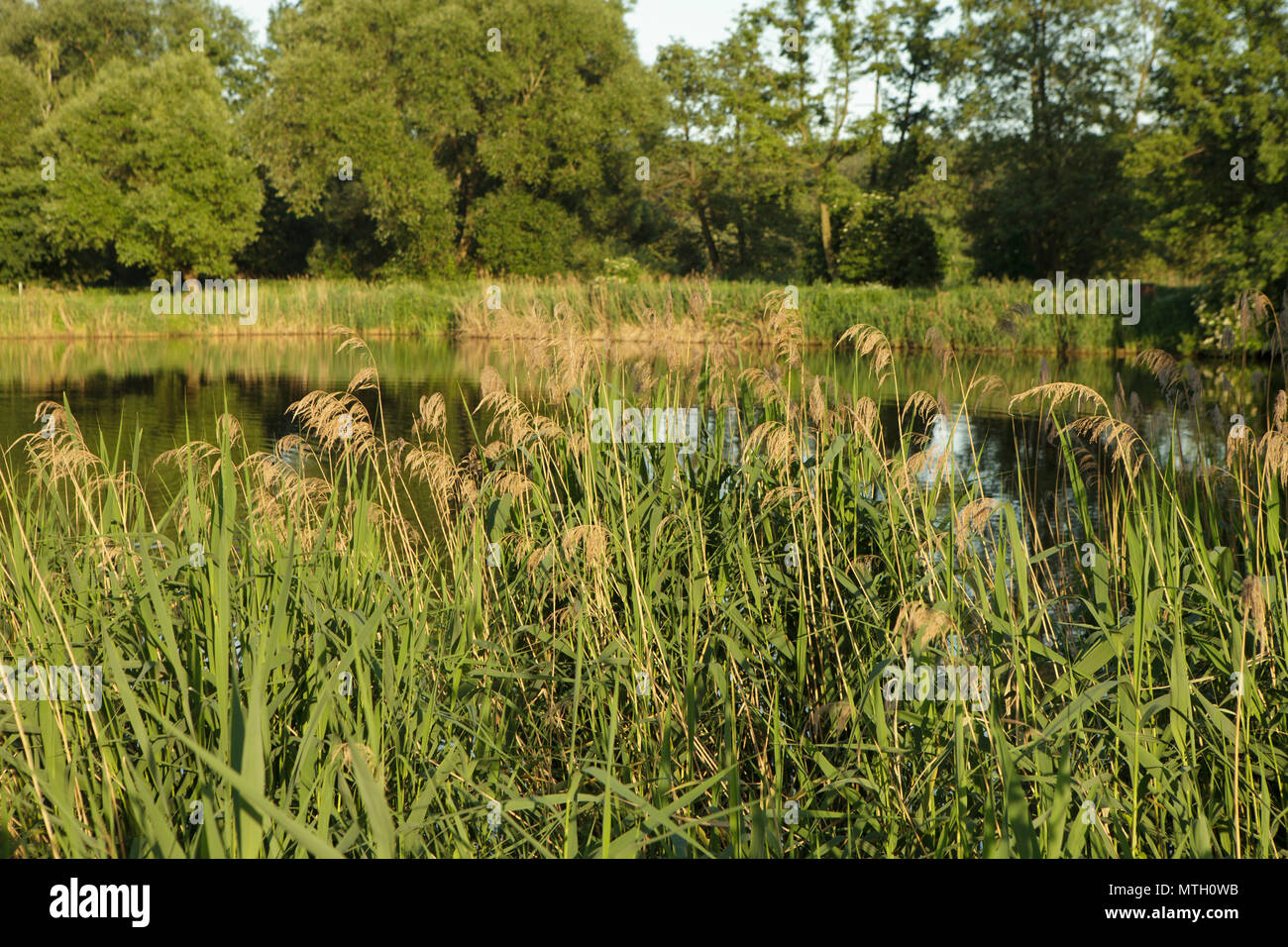 reeds over a river, spring time Stock Photo - Alamy