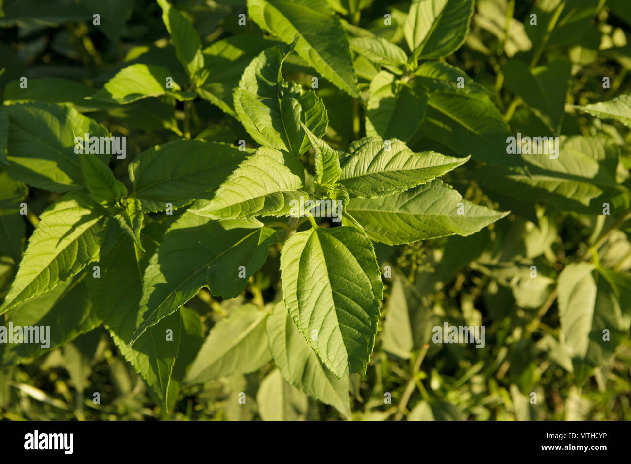 deep green leaves in evening light Stock Photo