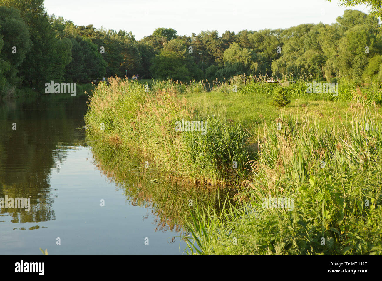 reeds, grass and trees at a bank of a pond Stock Photo
