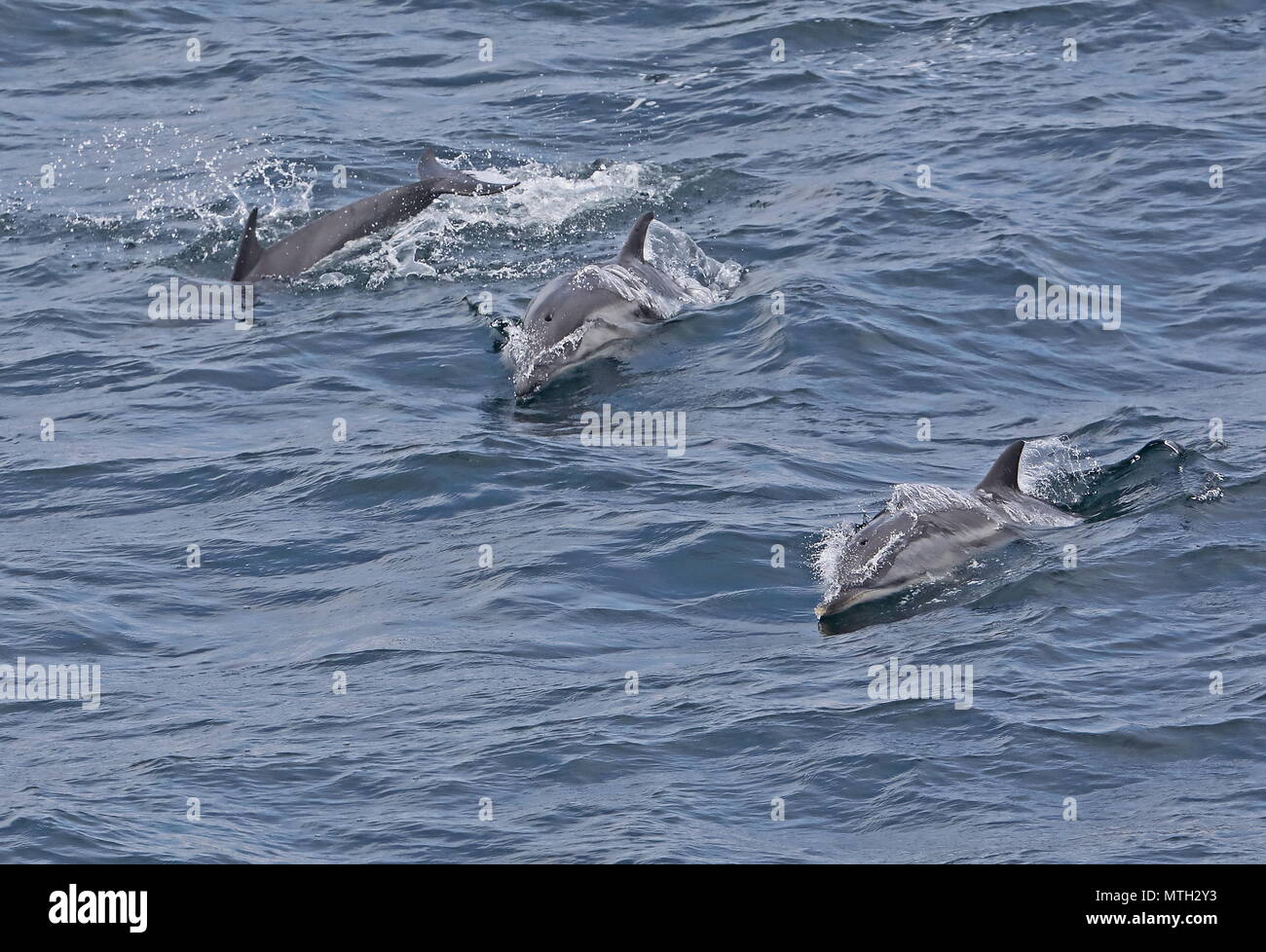 Striped Dolphin (Stenella coeruleoalba) three adults swimming towards