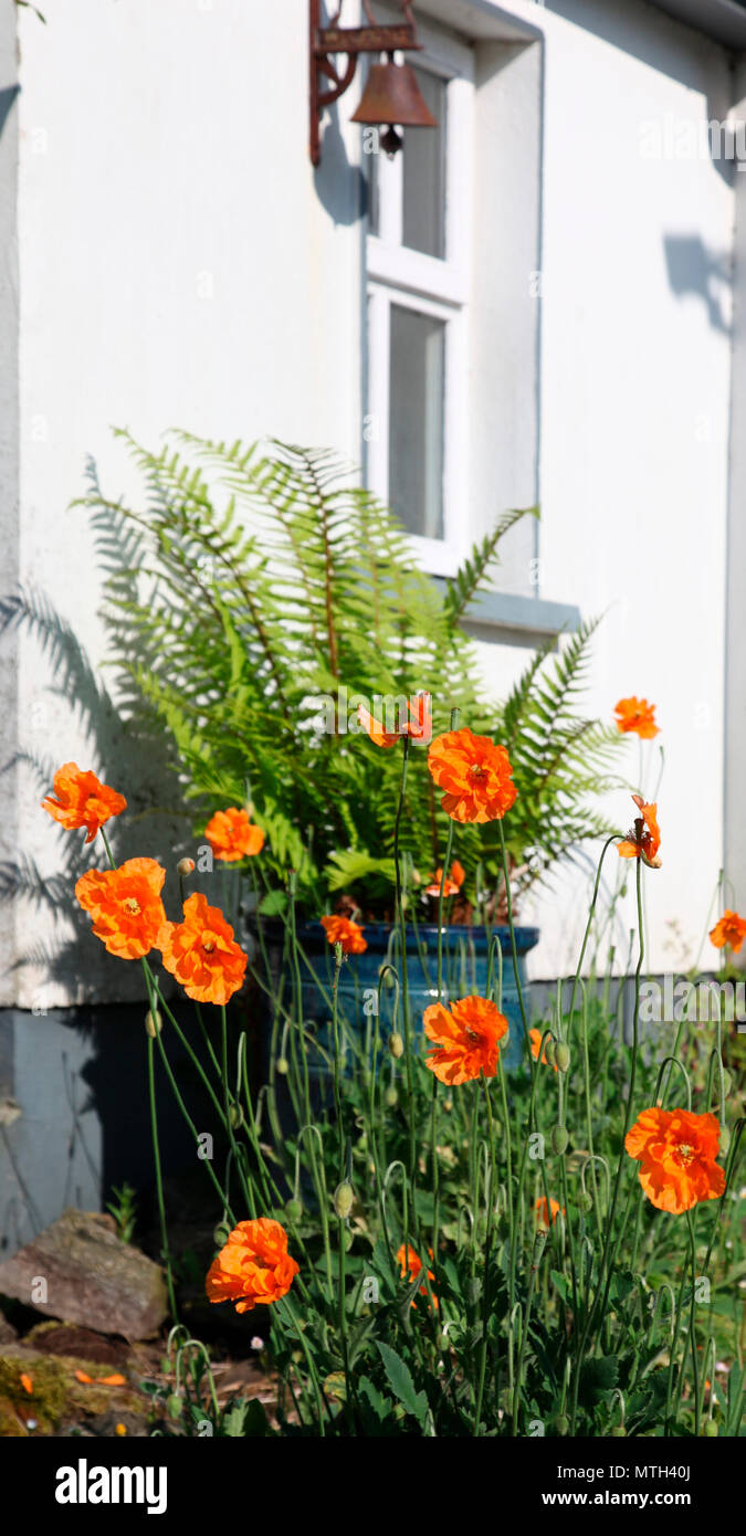 Self-seeded Papaver Atlantica in an Irish garden Stock Photo