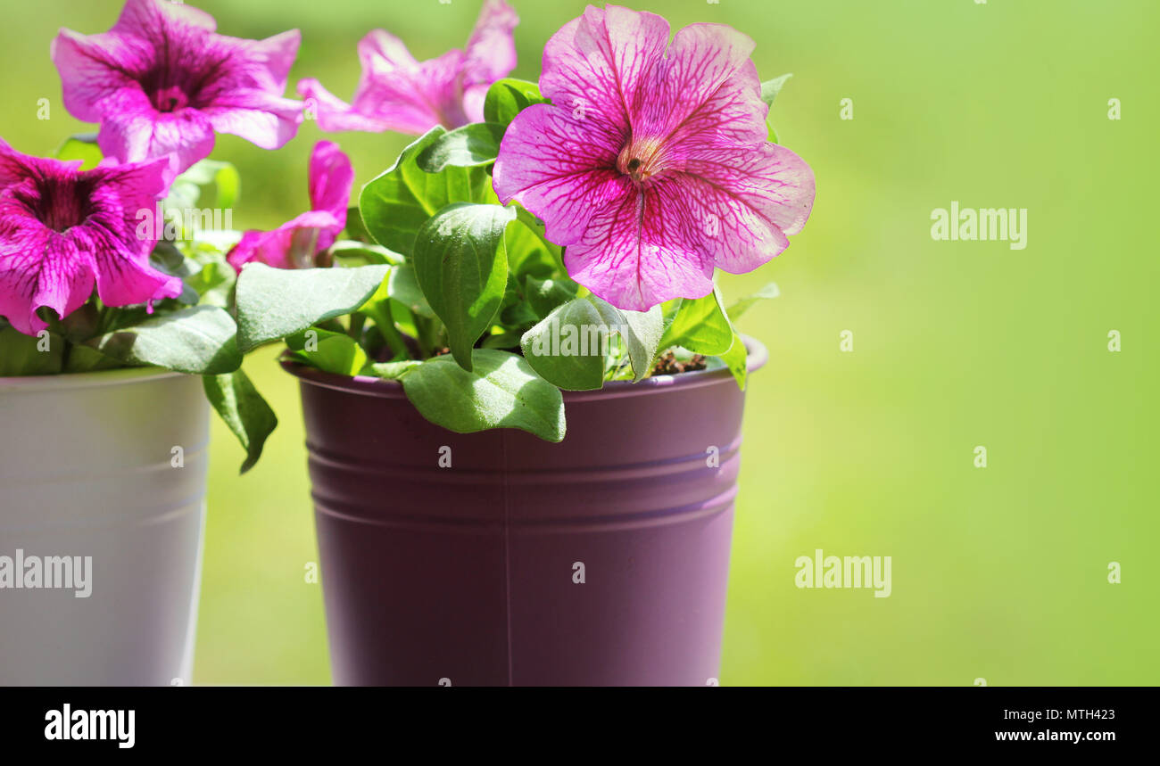Pink beautiful petunia flower in pot. petunia growing in balcony Stock