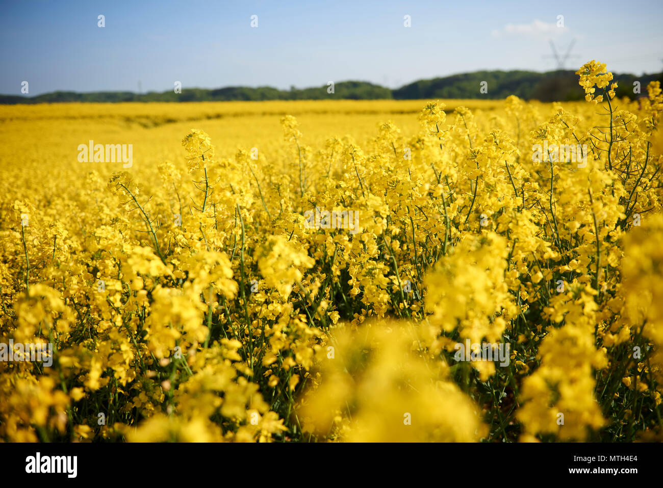 yellow summer rape field Stock Photo - Alamy