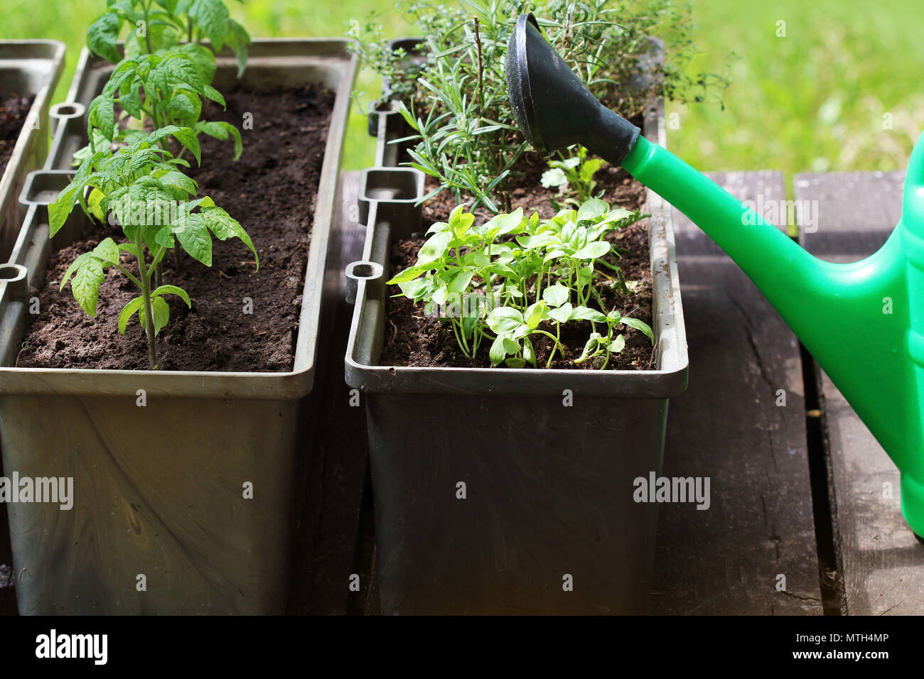 Container vegetables gardening. Vegetable garden on a terrace. Herbs