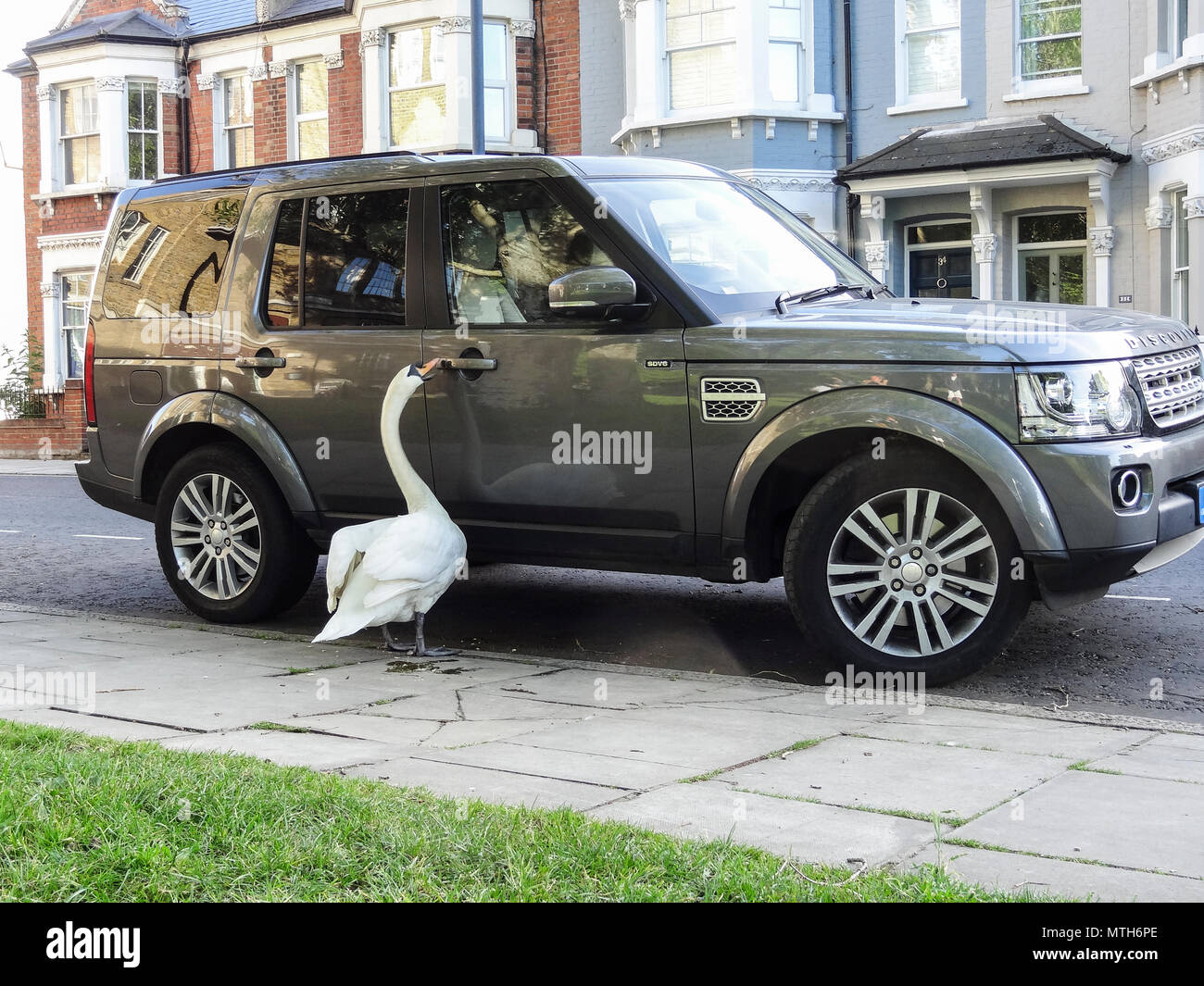 An inquisitive swan trying to open the front door to a Land Rover Discovery Stock Photo