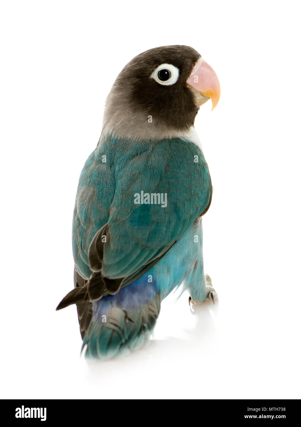 Lovebird masked stock photography images - Alamy