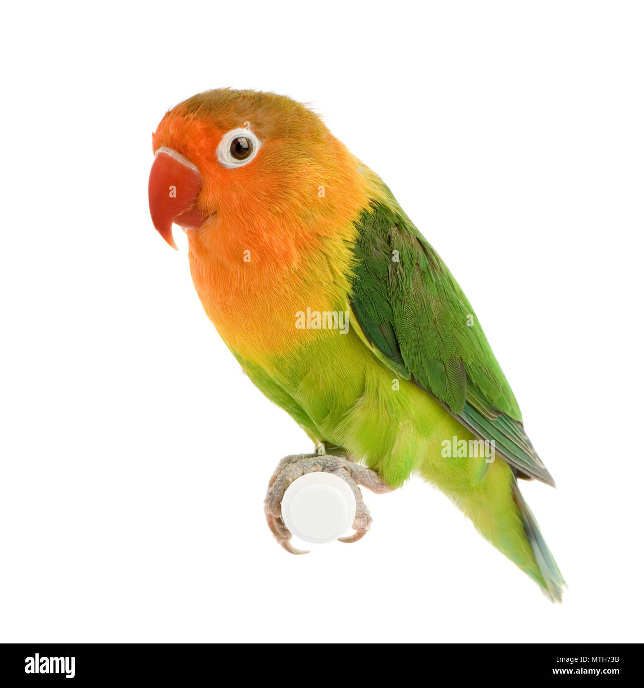 Peach-faced Lovebirdin  - Agapornis roseicollis or Lilian's Lovebird - Agapornis lilianae front of a white background Stock Photo