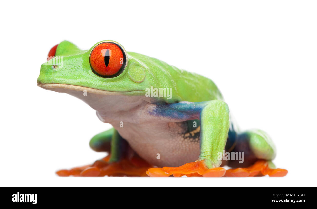 Red-eyed Tree Frog - Agalychnis callidryas in front of a white background Stock Photo