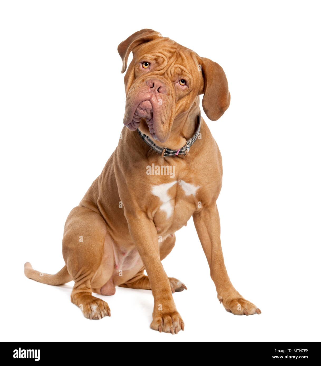 Dog english mastiff sitting in hi-res stock photography and images - Alamy