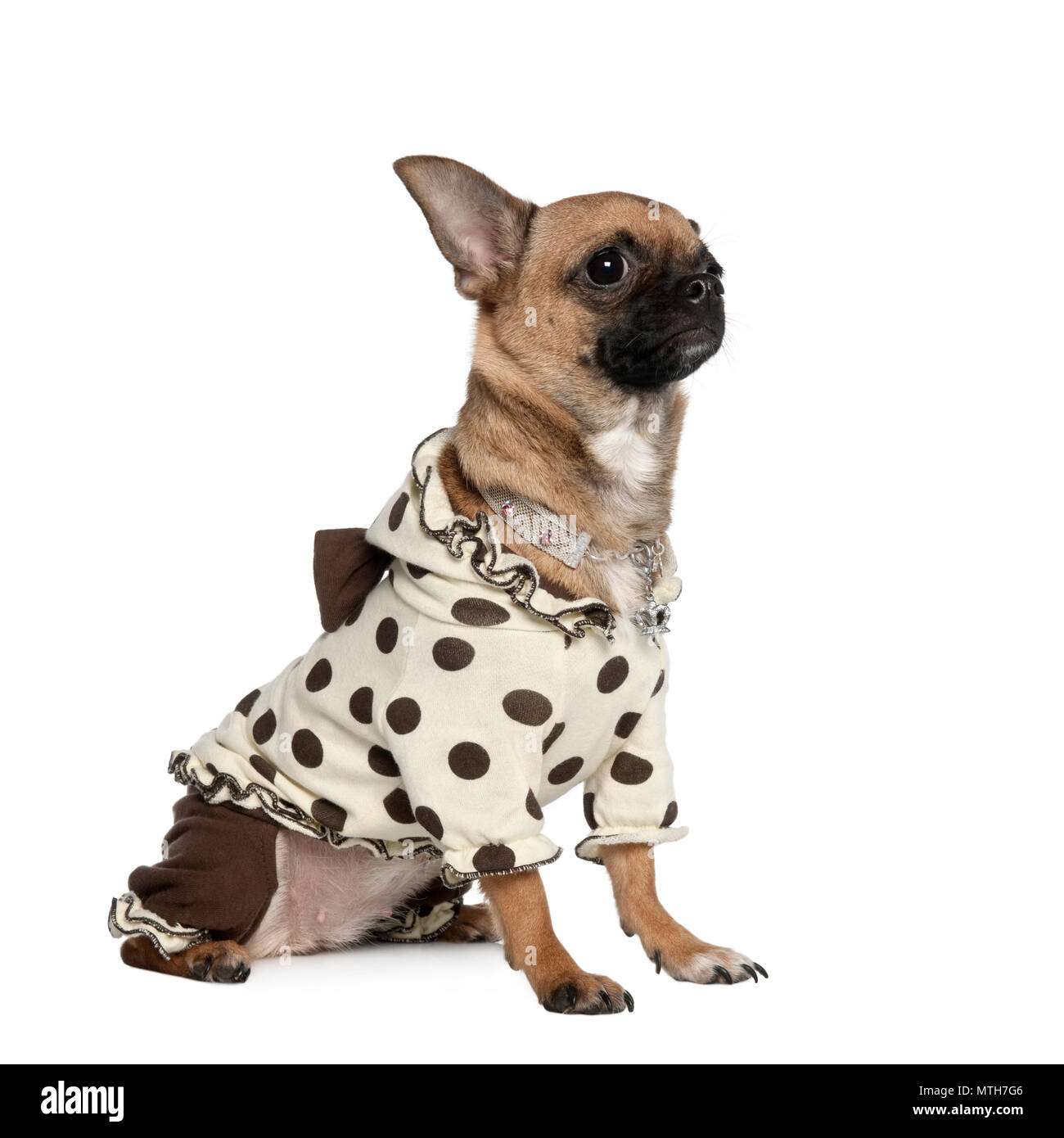 инструкция игрушка собака горошек. собака в горошек. игрушка горошек щенок. собака в горошек. большая собака в горошек.