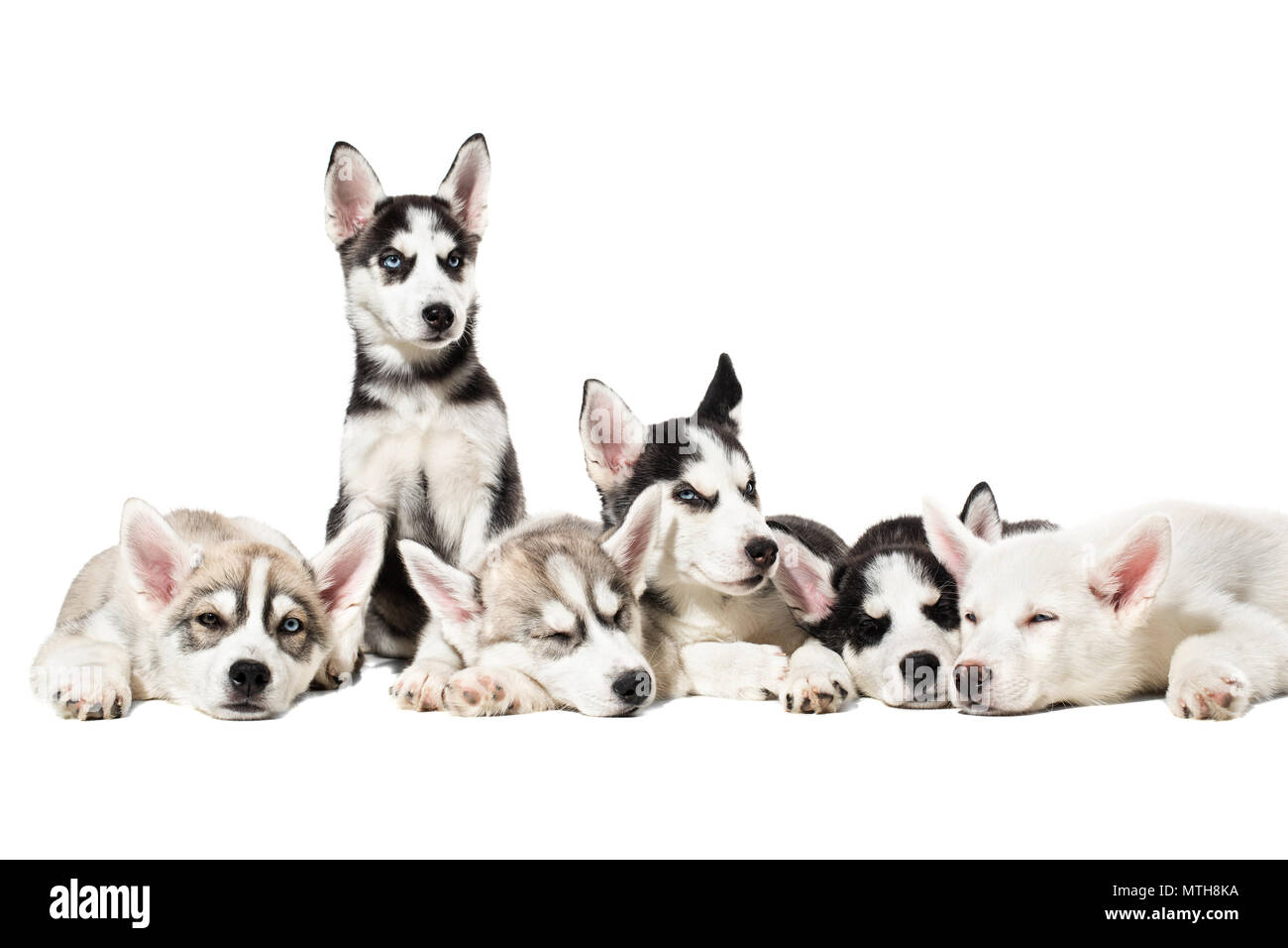 Cute Siberian Husky Puppies On White Background Stock Photo Alamy