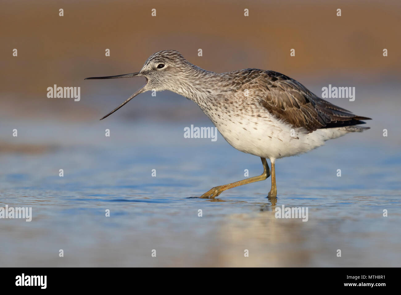 Greenshank (Tringa nebularia), adult standing in a swamp with opened bill Stock Photo