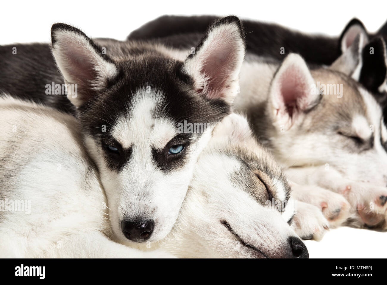 white siberian husky breeders