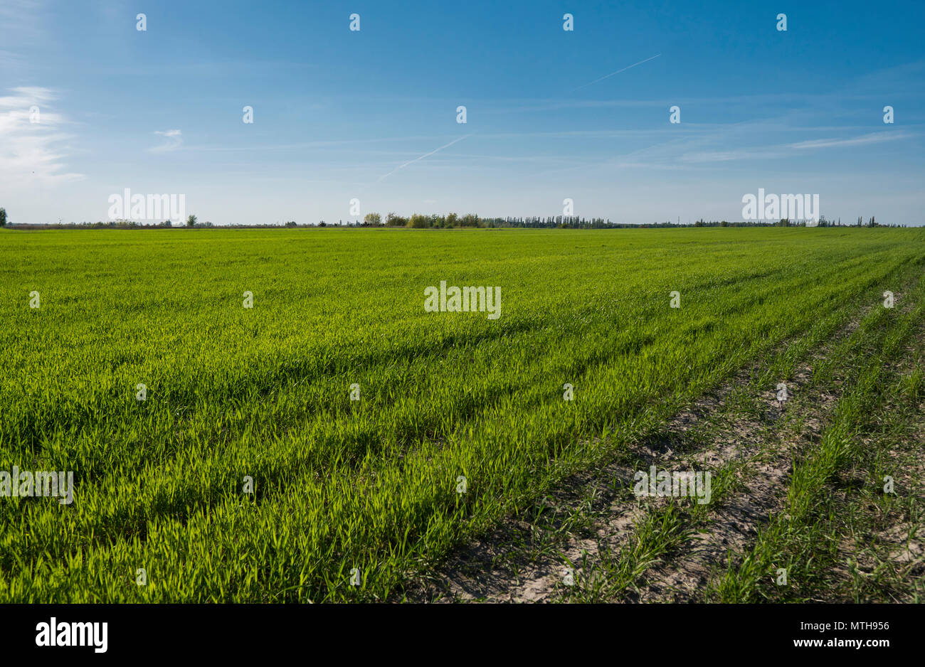 Panorama view of green sprouting rye agricultural field on spring sunny ...