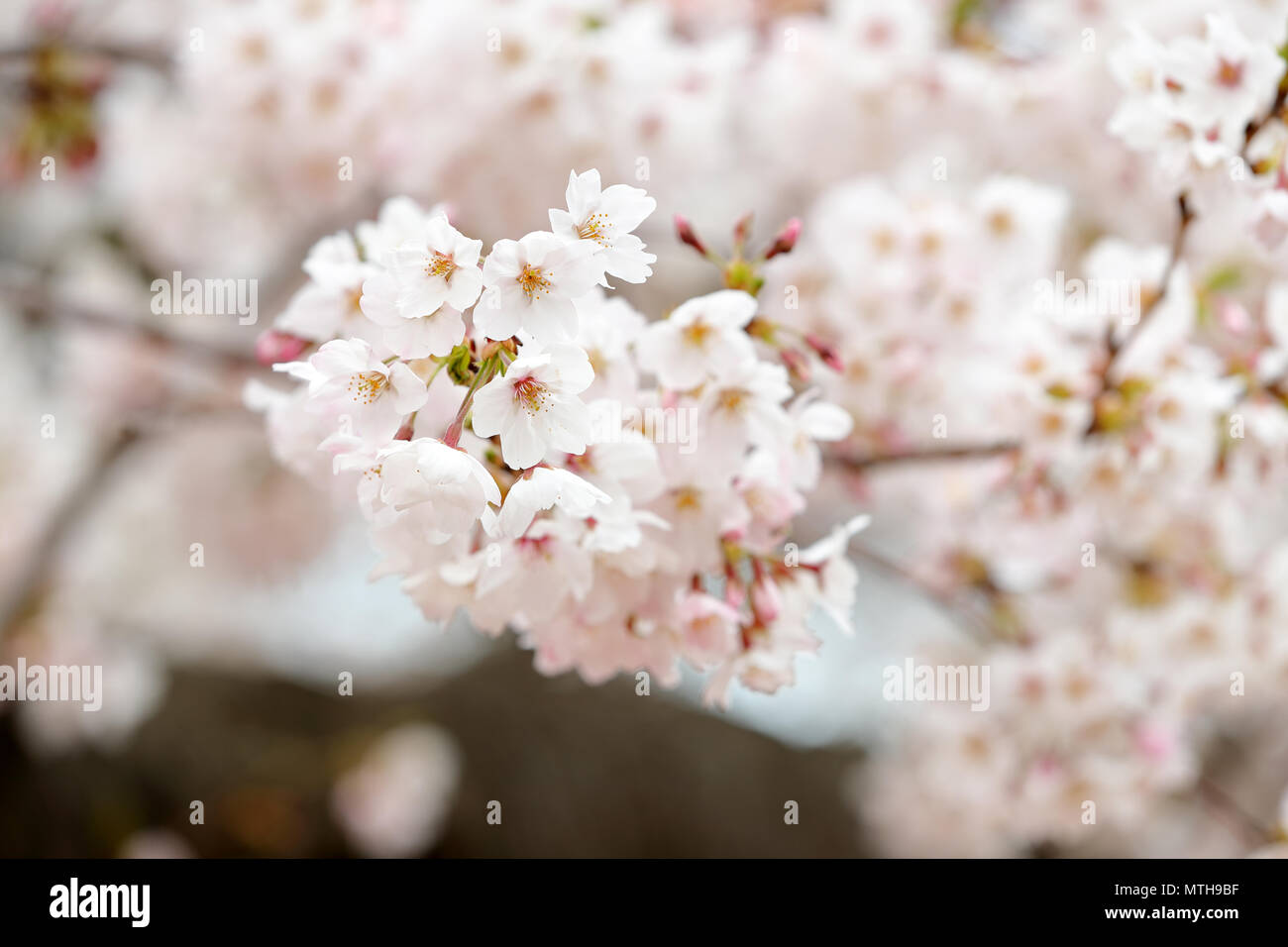 Cherry blossoms in full bloom Stock Photo - Alamy