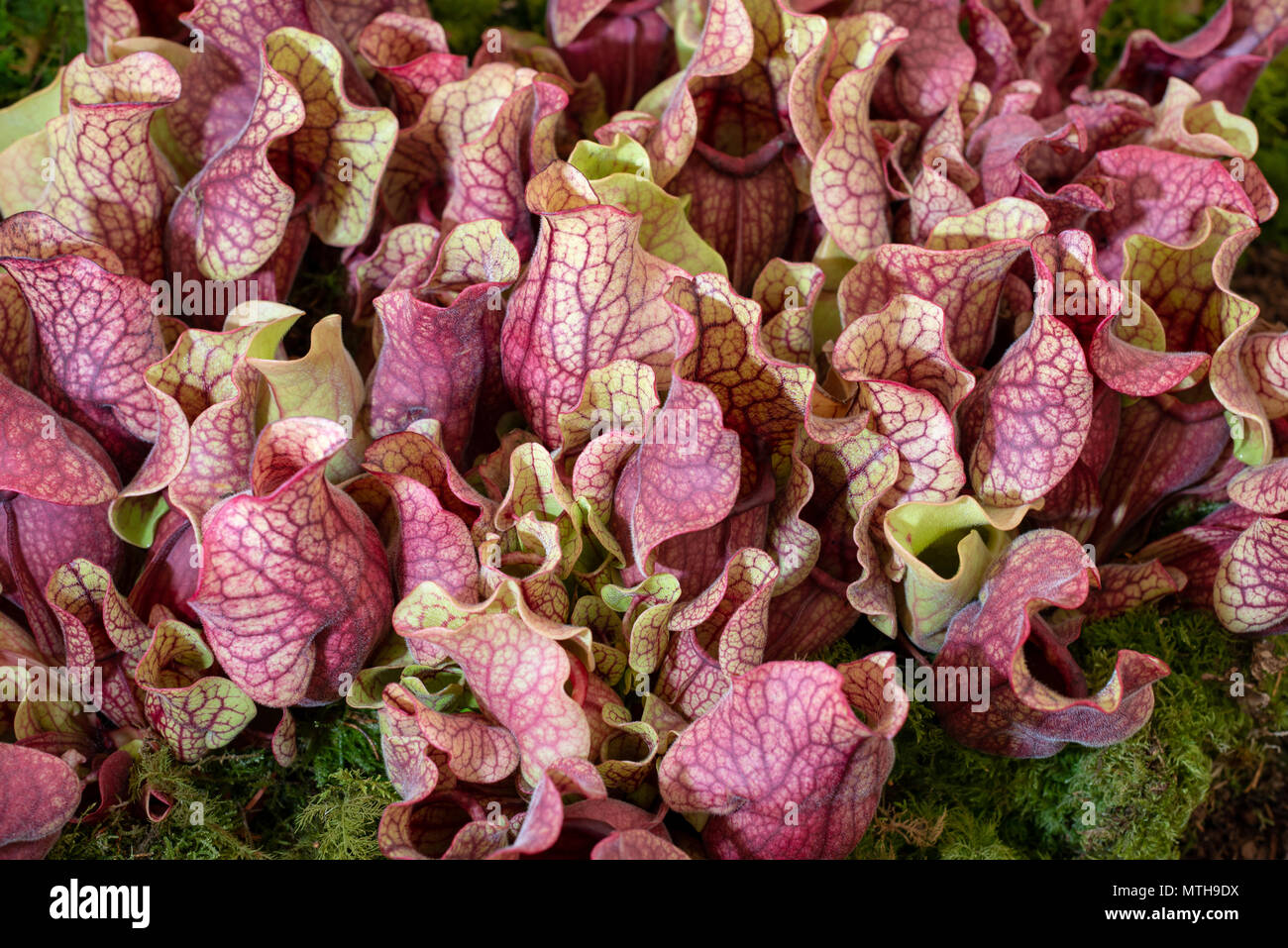 Carnivorous plants, spurpurea ssp burkei Pitcher Plant. Stock Photo