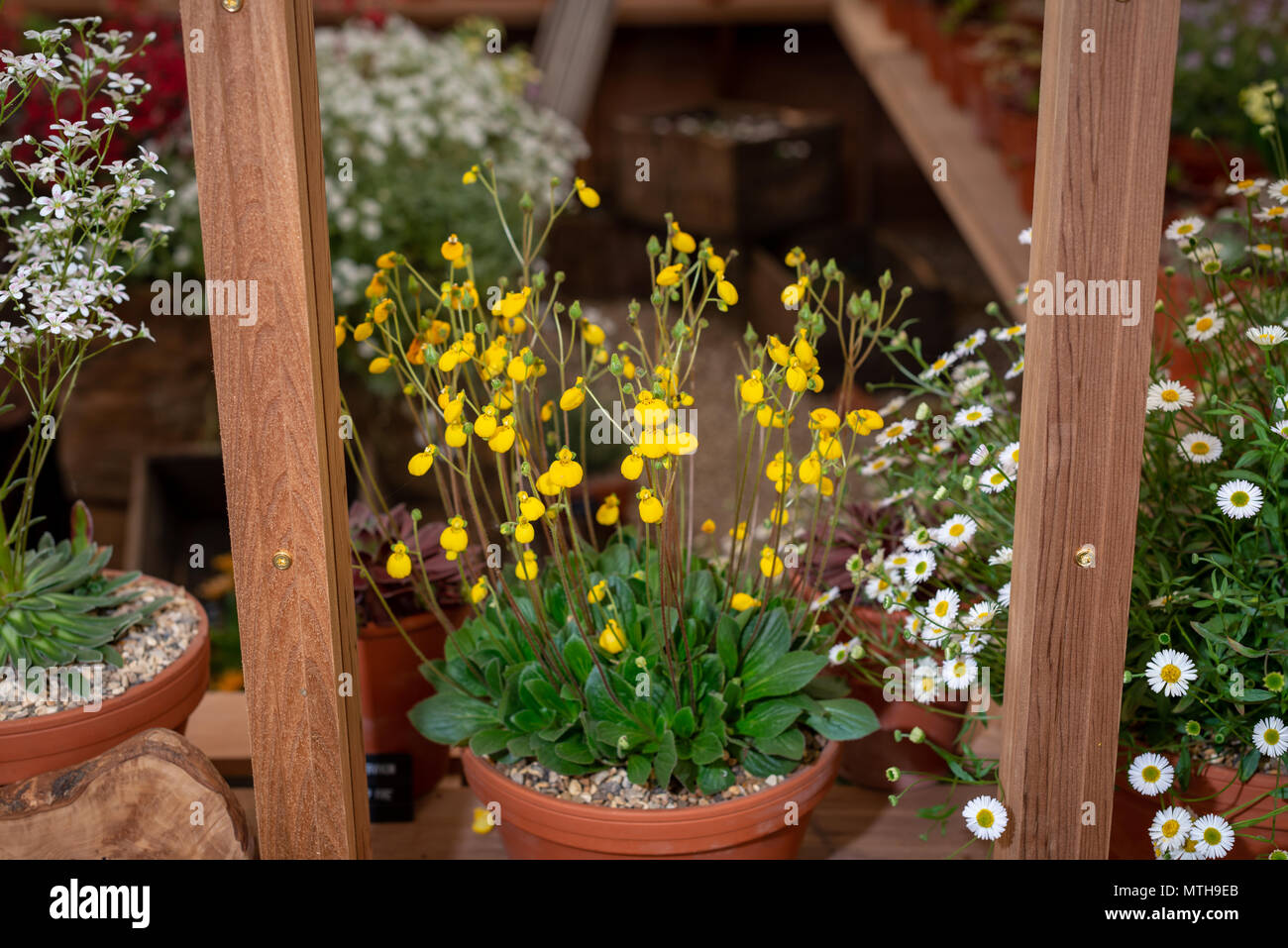 A wooden greenhouse with flowers. Stock Photo