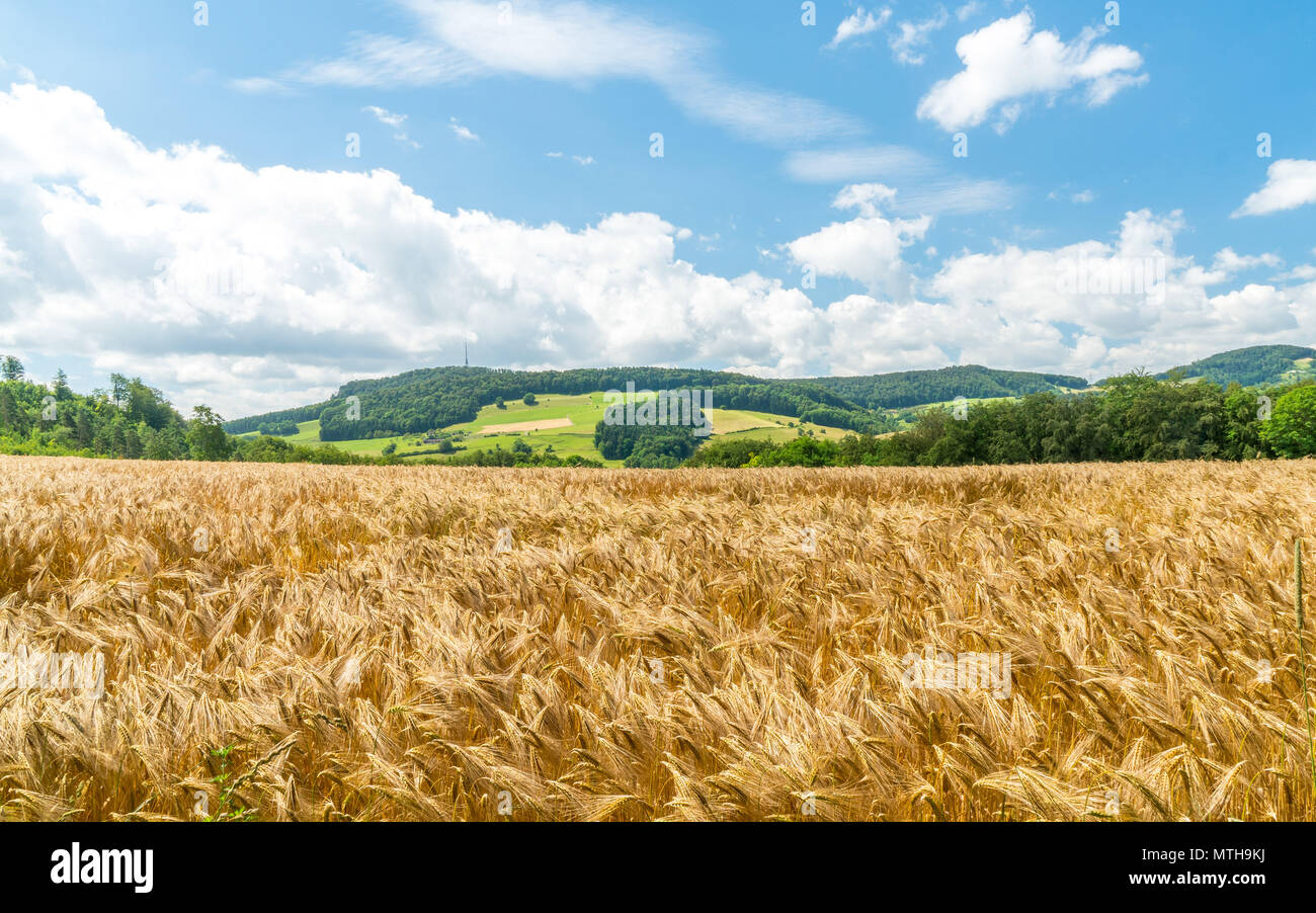 Landscape Summer Field Wheat Premium Photo | Of A Wheat Farming Field,