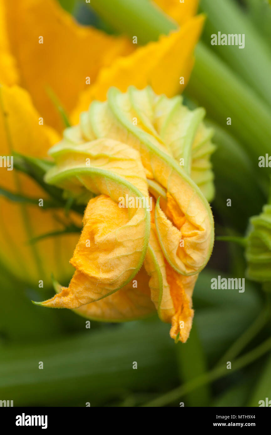 Bright yellow courgette flower bud Stock Photo Alamy