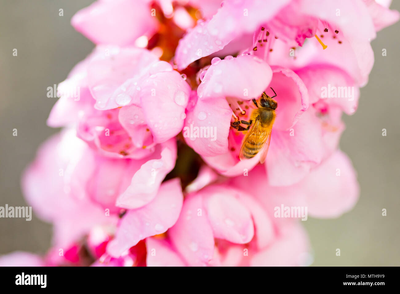 Australian Bee and Flower Stock Photo Alamy