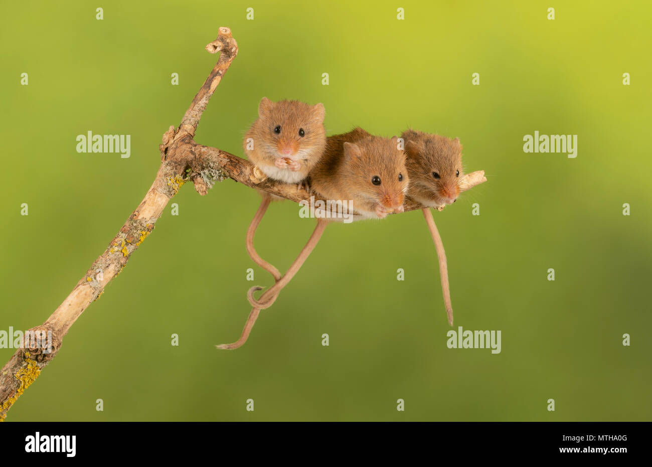 Trio of cure harvest mice sitting on a branch Stock Photo