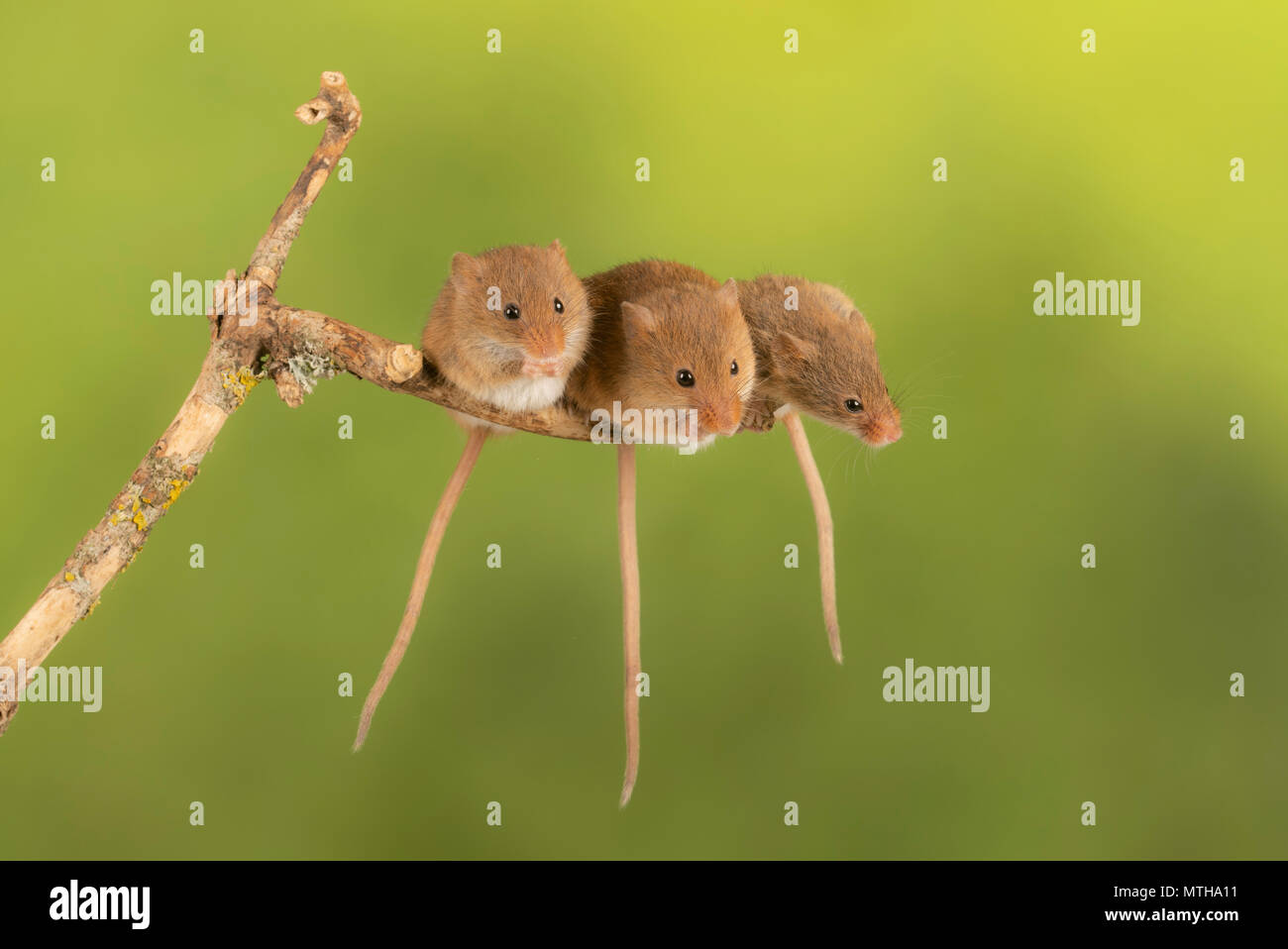 Trio of cure harvest mice sitting on a branch Stock Photo