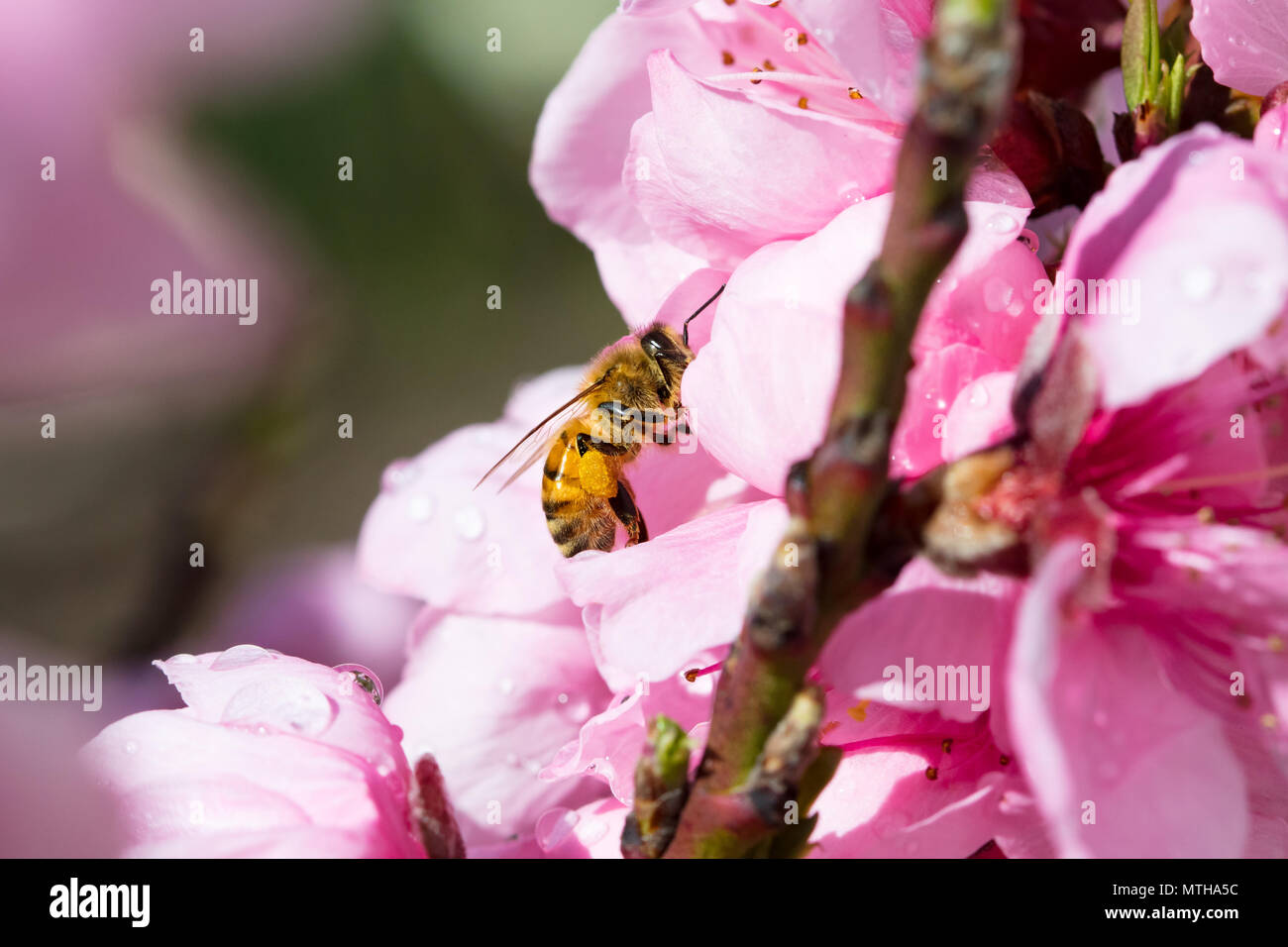 Australian Bee and Flower Stock Photo Alamy