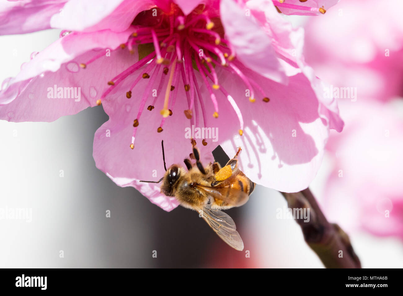 Australian Bee and Flower Stock Photo Alamy