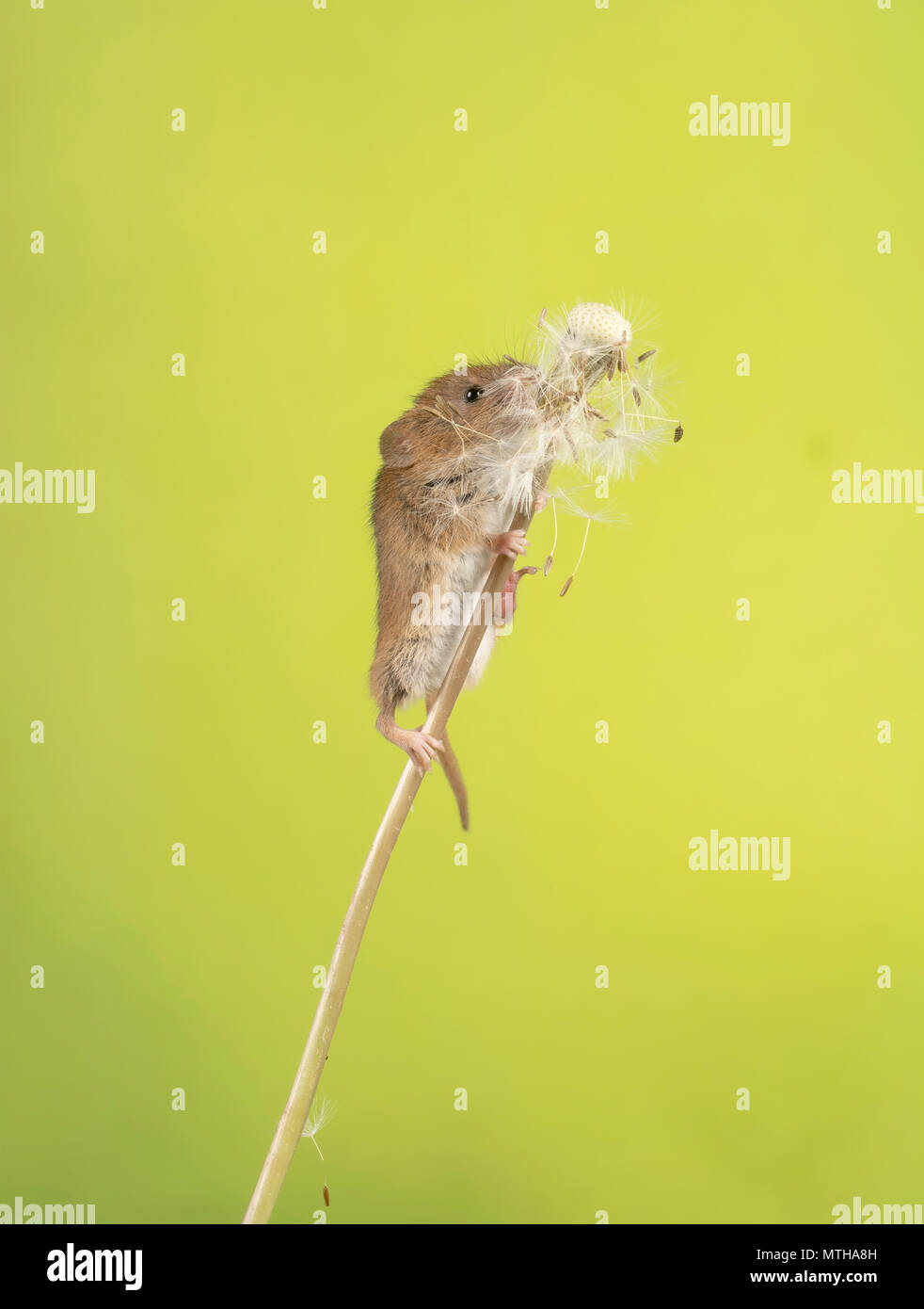 A harvest mouse climbing on and eating a dandelion Stock Photo