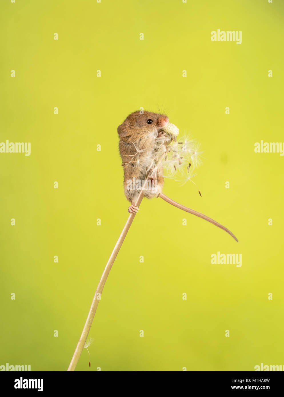 A harvest mouse climbing on and eating a dandelion Stock Photo