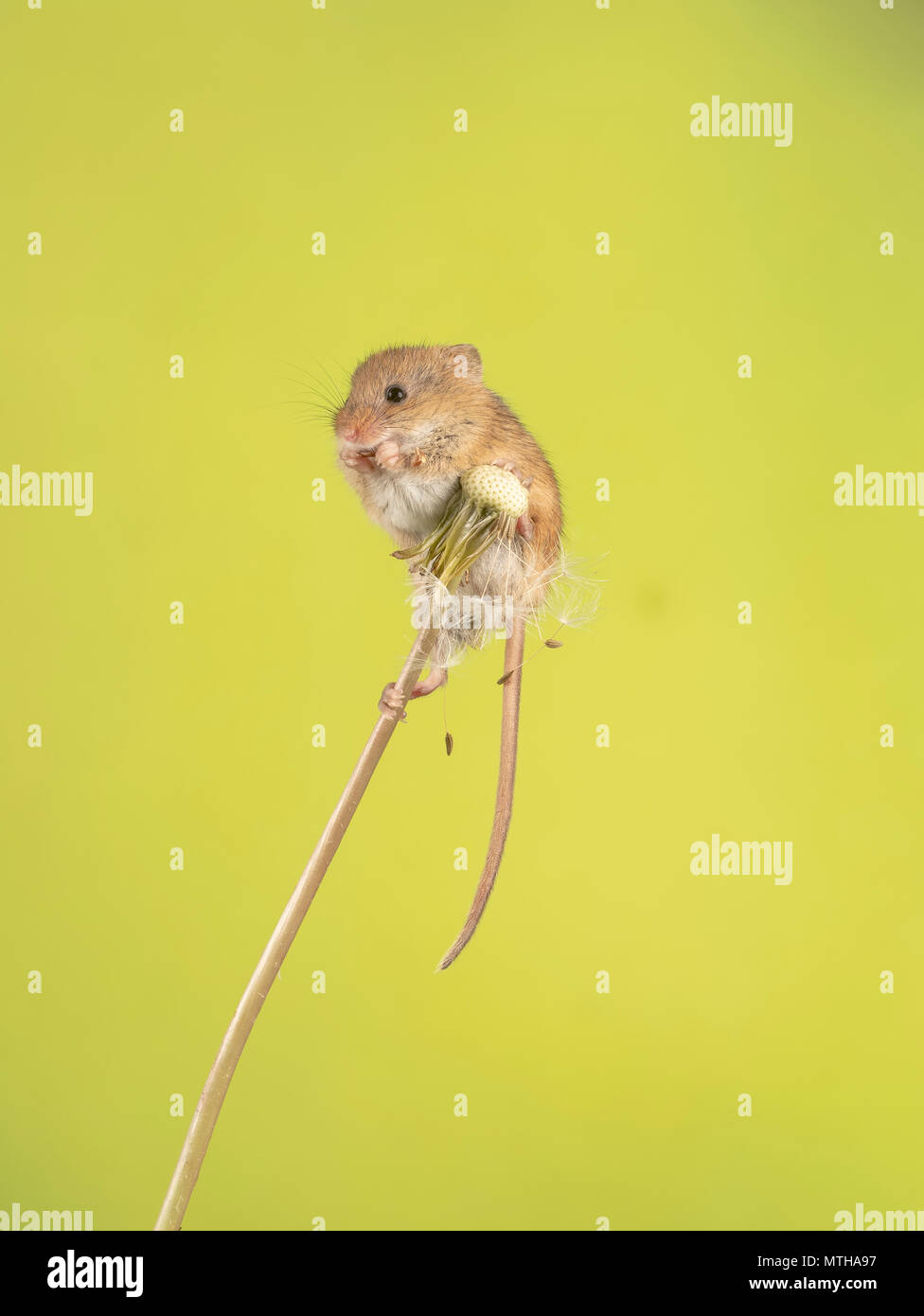 A harvest mouse climbing on and eating a dandelion Stock Photo