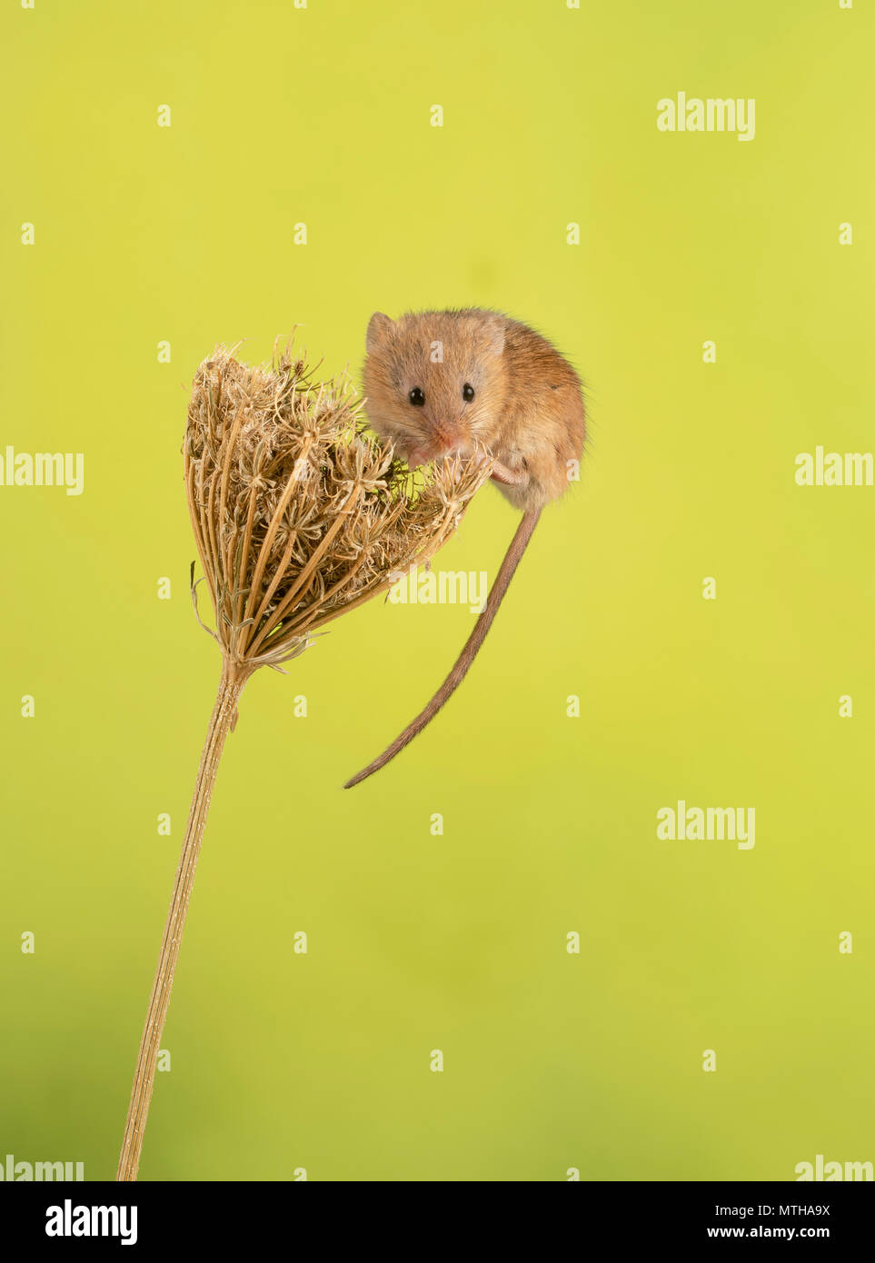 harvest mouse climbing in a studio set up Stock Photo