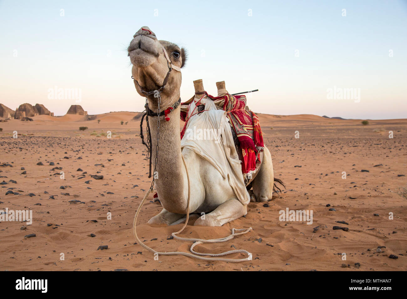 camel in a desert near Meroe pyramids in Sudan Stock Photo