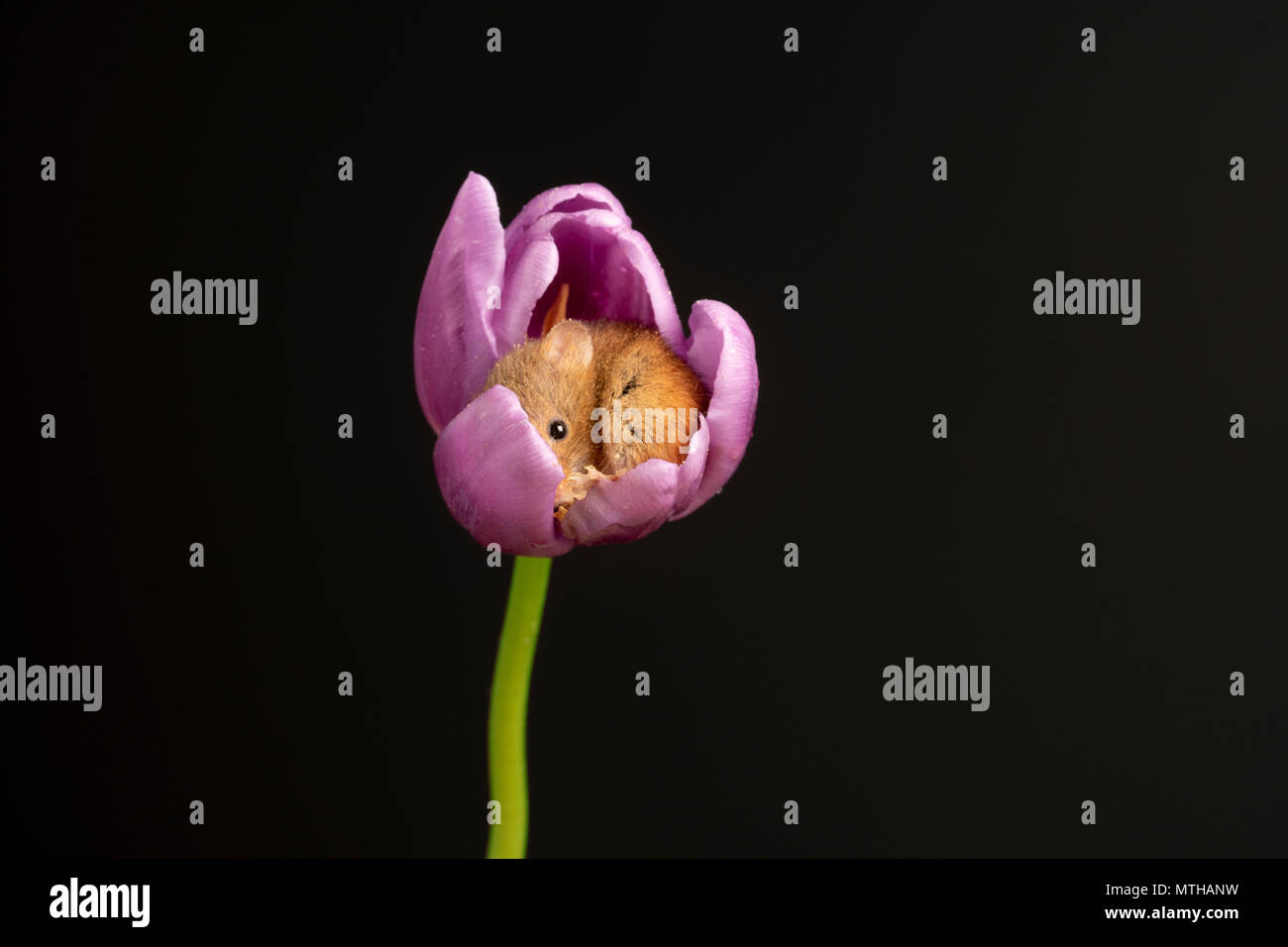 a little harvest mouse curled sleeping ina  tulip Stock Photo