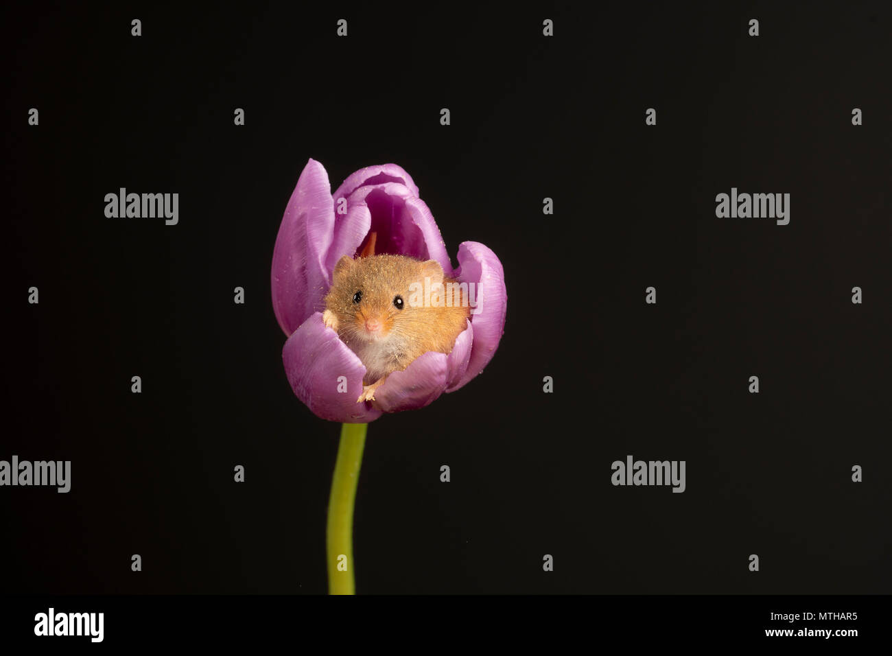 Harvest mouse sitting in a purple tulip in a studio setting Stock Photo