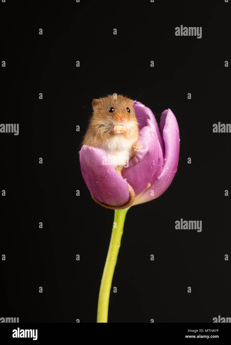 Harvest mouse sitting in a purple tulip in a studio setting Stock Photo