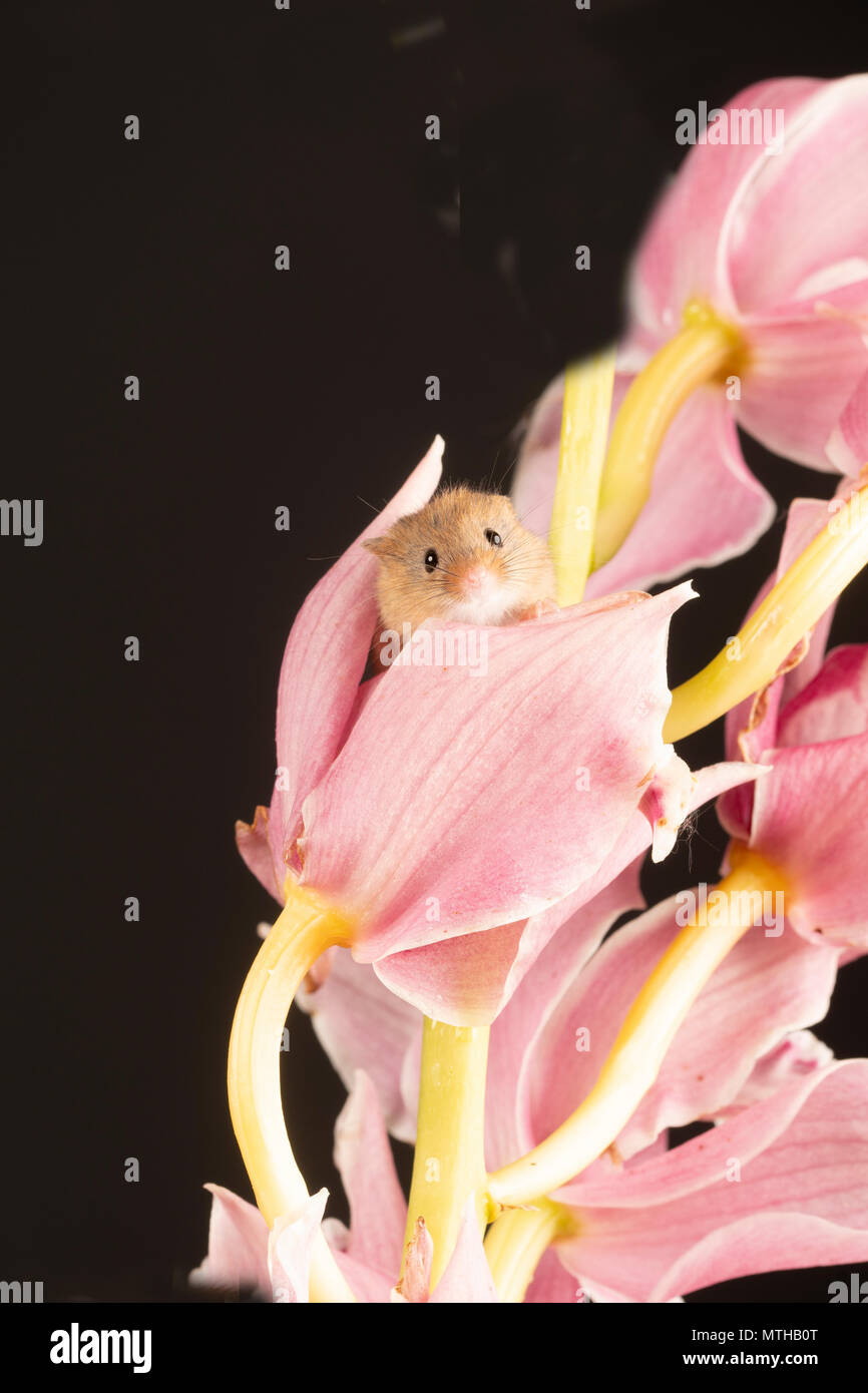 a tiny harvest mouse peeping through a pink orchid in a studio setting Stock Photo