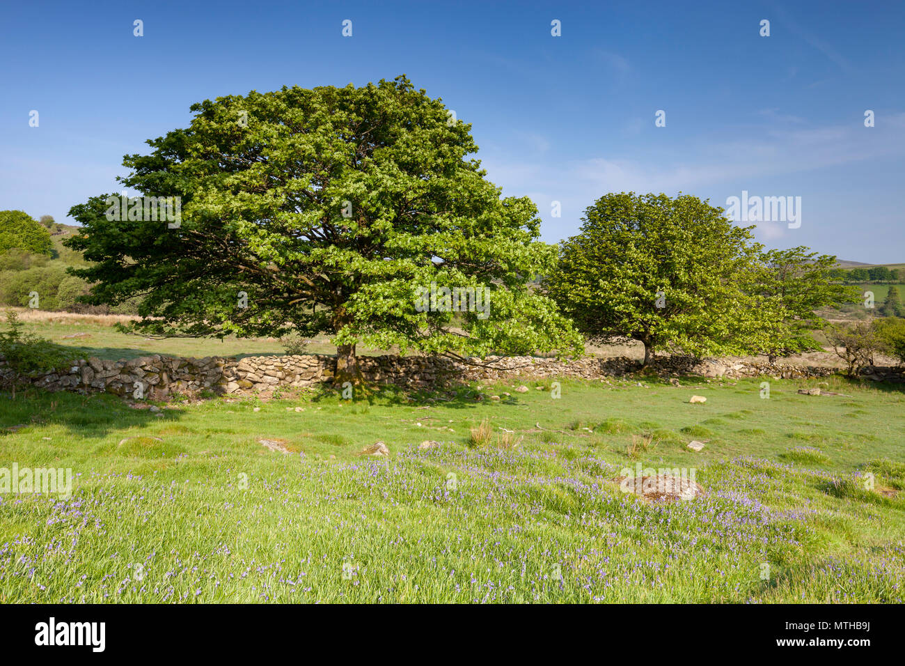 large trees at Emsworthy Mire on Dartmoor National Park on a sunny morning with blue sky. Stock Photo