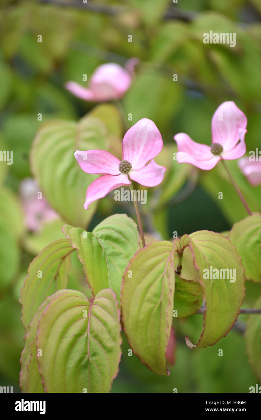 Pink Flowering Dogwood - Cornus Kousa Satomi Stock Photo