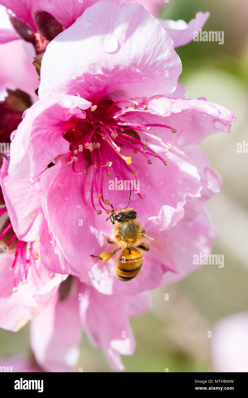 Australian Bee and Flower Stock Photo Alamy