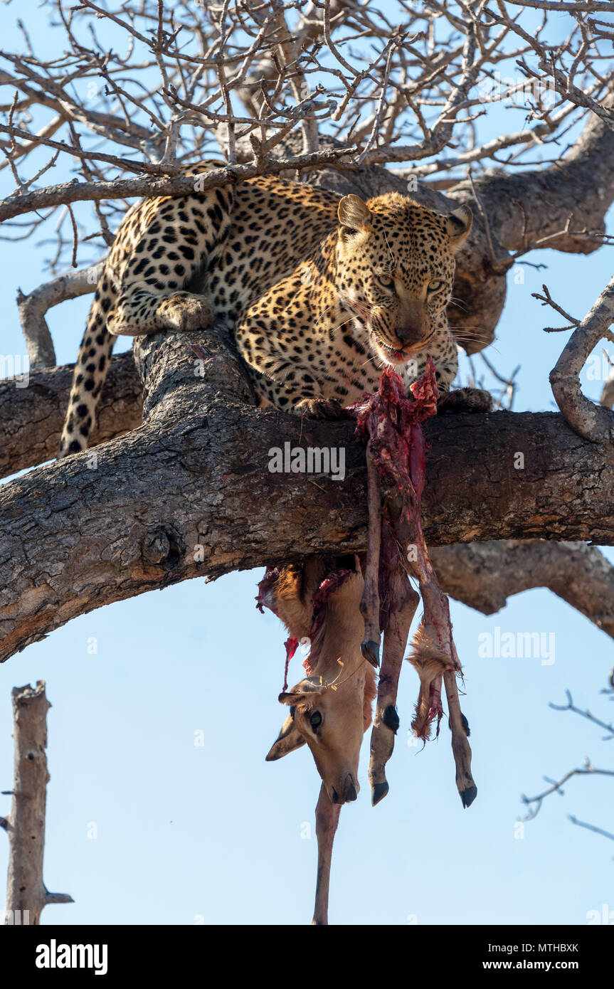 Leopard in tree with antelope kill hi-res stock photography and images - Alamy