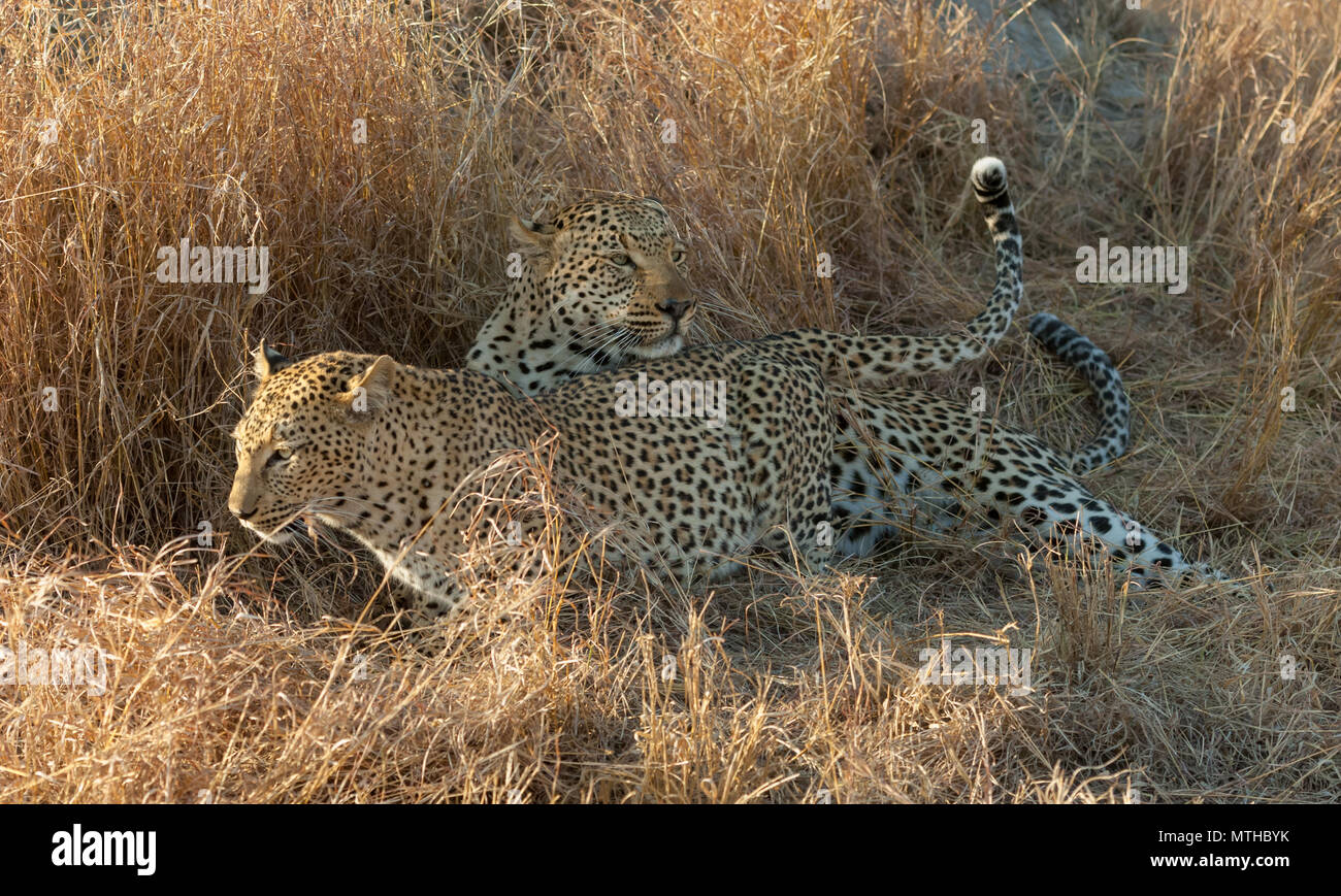 Male and female African leopards resting in the shade of tall savannah grass after mating Stock Photo