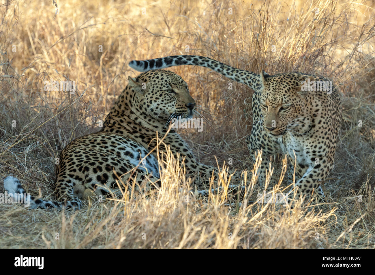 A female Leopard tempting a male to continue mating Stock Photo