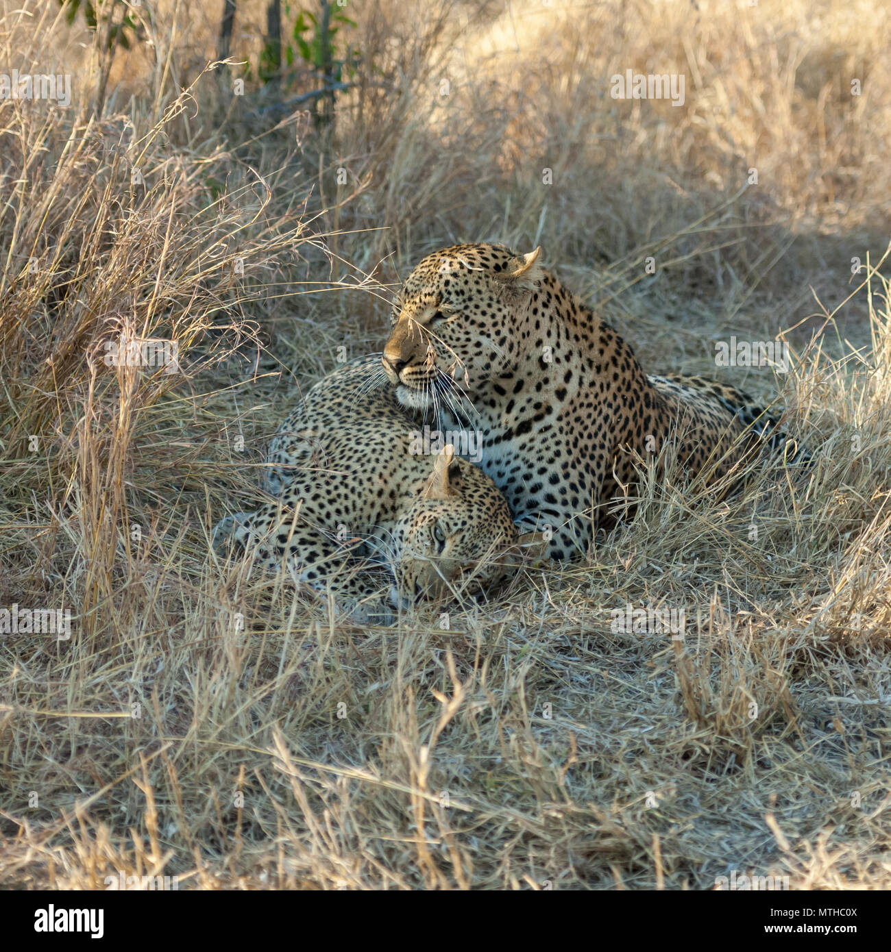 Male and female African leopards resting in the shade after mating Stock Photo