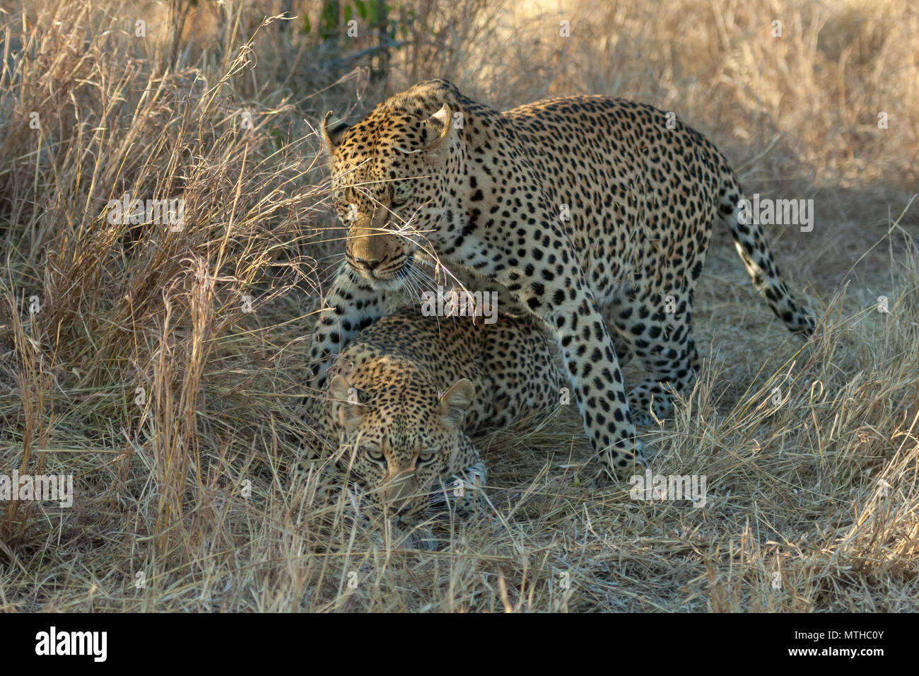 African Leopards Mating In The Shade Of The Tall Savannah Grass At Sabi Sand Game Reserve Stock 9442