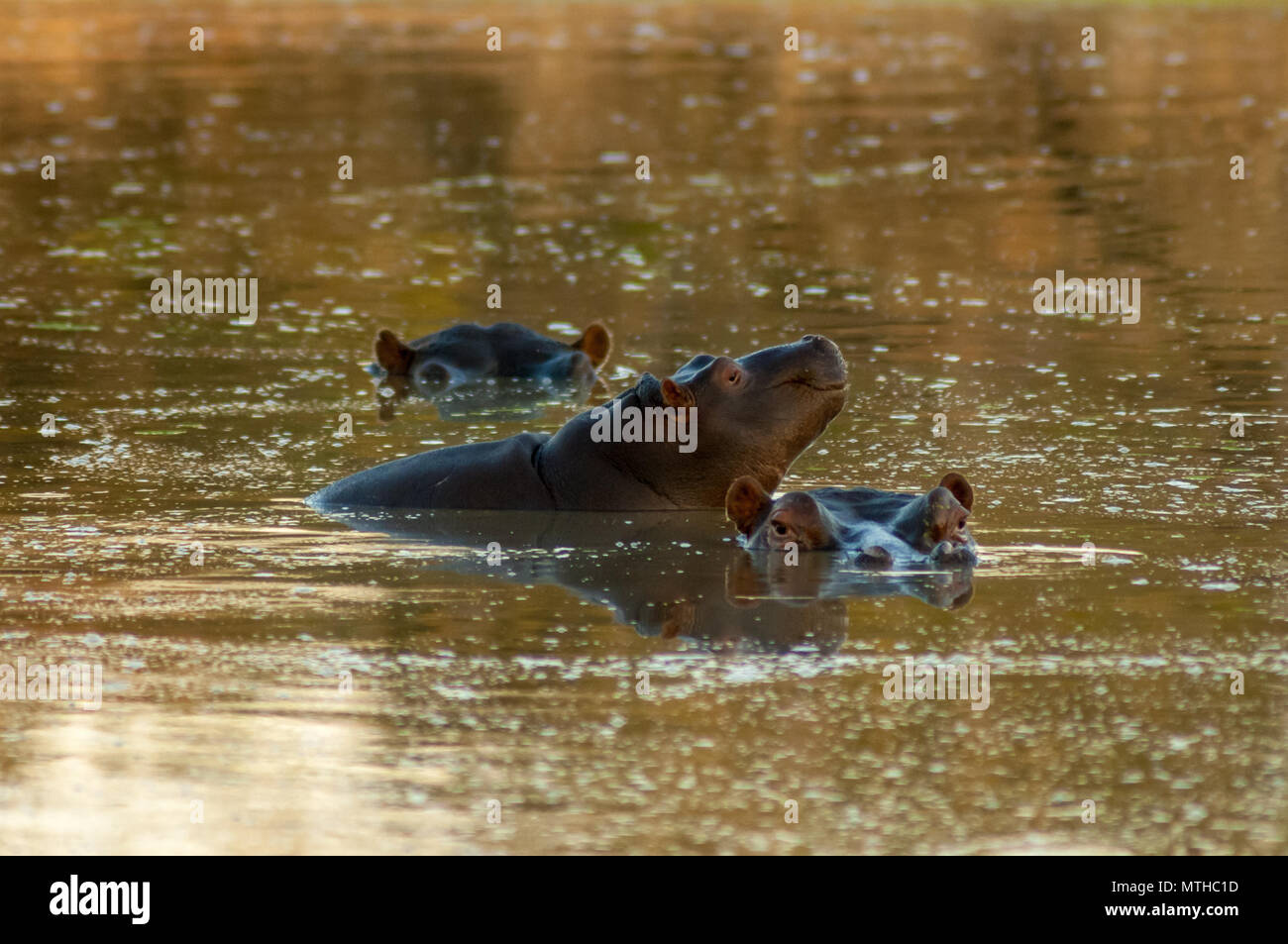 Hippos wallowing in a pool in Sabi Sands Game Reserve Stock Photo