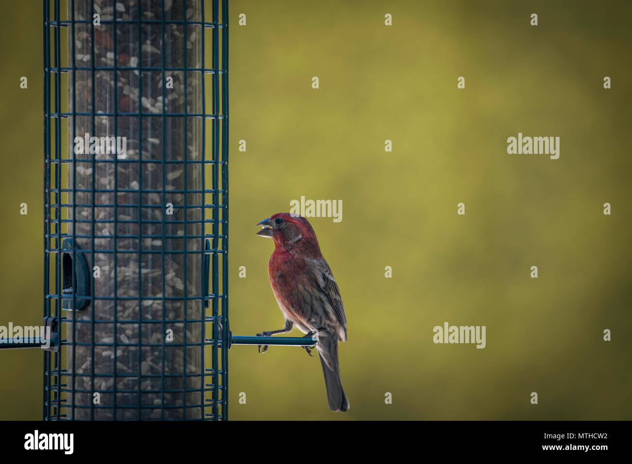 Bird at the bird feeder in the garden Stock Photo Alamy